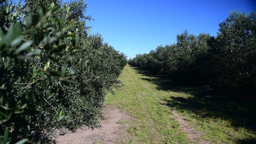 Plantación